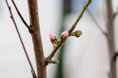 Flor de durazno