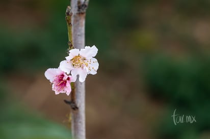 Flor de durazno