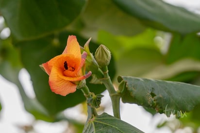 Flor de durazno