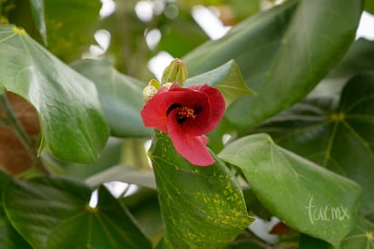 Flor de durazno