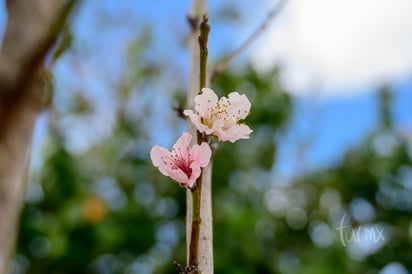 Flor de durazno